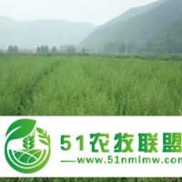 寧夏圓冠榆