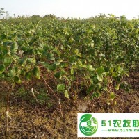 大量供應臺灣大青棗苗，占地苗，直生苗，蜜絲棗苗，毛葉棗種子，青棗新品種