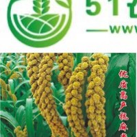 供應(yīng)東昌一號(hào)**谷種