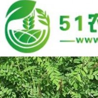 供應(yīng)一、二年生文冠果苗、八方資源網(wǎng)