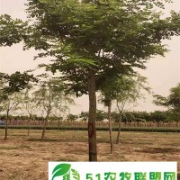 【鑫榮苗圃】刺槐批發(fā) 刺槐基地** 刺槐多少錢一顆