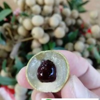 供應新品種四季龍眼苗 四季蜜桂圓 四季開花結(jié)果