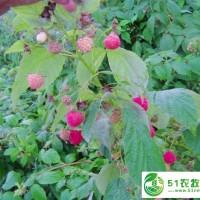 鑫達(dá)樹莓苗雙季秋福