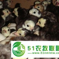 火雞苗**中,價格實惠,孵化場**，廖正軍火雞
