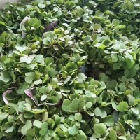 2018年較新馬褂木芽苗供應(yīng)信息
