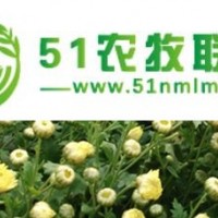 金絲皇菊苗預(yù)售，菊花苗種植技術(shù)指導(dǎo)，杭白菊行情分析