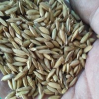 五常稻花香2號(hào)稻種子稻籽稻種子**種子五常稻花香二號(hào)稻種子稻籽稻種子**種子五優(yōu)稻4號(hào)種子五優(yōu)稻四號(hào)稻籽