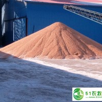 廠家出售特產(chǎn)玉米品種黑審 尚志*玉米雜糧種植