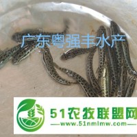 廣東黑魚苗批發(fā) 廣州黑魚苗供應