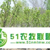 濰坊*值的放養(yǎng)黑豬·廠家**|臨朐放養(yǎng)黑豬