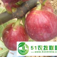 供應(yīng)山東一年生無花果苗
