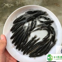 雜交黑魚(yú)苗批發(fā)價(jià)格雜交生魚(yú)苗批發(fā)廣東生魚(yú)苗出售