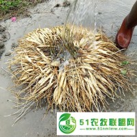 樂山天冬種苗批發(fā) 天門冬 歡迎實(shí)地考察