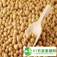 五谷雜糧黃豆 打豆?jié){用 新鮮東北大豆 批發(fā)長(zhǎng)期合作優(yōu)惠 晉隆糧食