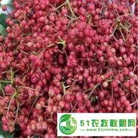 【花椒苗價(jià)格】花椒苗的栽培方法