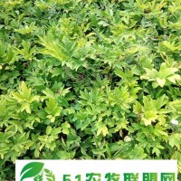 2年牡丹苗價格=3年油用牡丹苗價格 有2年牡丹苗出售
