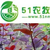 供應(yīng)紫葉李