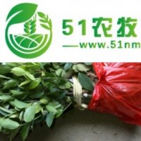 安徽嫁接油茶樹苗,油茶的種植,雜交油茶苗