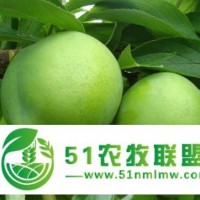青脆李種苗批發(fā)供應(yīng)