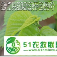 新鮮桑葉 桑樹苗 蠶寶寶食物保證新鮮 當(dāng)天采摘發(fā)貨