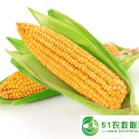 收購**玉米