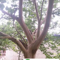枳椇種子 拐棗種子 雞爪樹(shù)種子 雞爪果種子就在湯苗網(wǎng)
