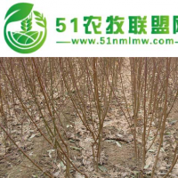 批發(fā)桃樹苗、嫁接毛桃苗、山西核桃樹苗供應(yīng)、占地大桃樹苗