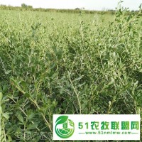 供應商 天津白刺基地