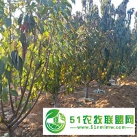 KGB樹形 矮化櫻桃苗價格薩米脫櫻桃苗報價 粗放管理 早豐高產(chǎn)