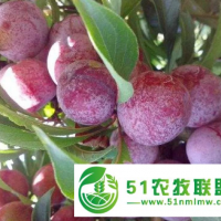 南昌新品種果樹的種類 誠(chéng)信服務(wù) 浙江品禧瑞農(nóng)業(yè)供應(yīng)