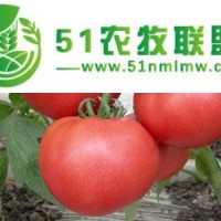 荷蘭*早一號f1-早熟番茄種子