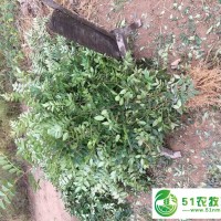 韓城花椒苗_昌吉**花椒苗價格 花椒苗哪 里好