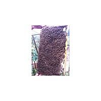 供應(yīng)長(zhǎng)沙瀏陽(yáng)大圍山望城等蜜蜂 中蜂 種蜂 蜂群 蜂王 雜交中蜂等批發(fā)