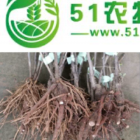 河南的牡丹苗好 鄭風(fēng)牡丹苗保對版保成活