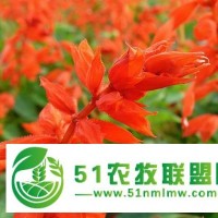濰坊劃算的一串紅哪有賣，日照一串紅