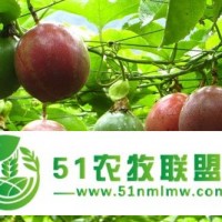 護根靈防治百香果苗花葉病苗成功案例