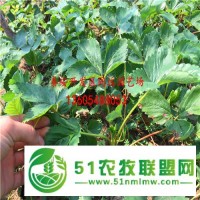 紅顏草莓苗有 紅顏草莓苗價格一棵