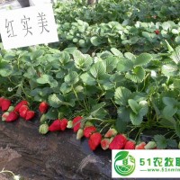 河南草莓苗子價格在價格一顆