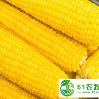 東北特產(chǎn)玉米供應(yīng)批發(fā)