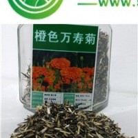 出售橙色萬壽菊種子，全國包郵，貨到付款