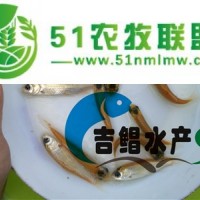 廣東紅色草魚(yú)苗批發(fā) 金草魚(yú)苗 俄羅斯金草魚(yú)苗銷(xiāo)售 吉鯧水產(chǎn)）