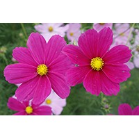 供應(yīng)波斯菊花卉種子