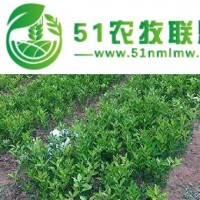 欽州果樹苗批發(fā)_欽州果樹苗出售