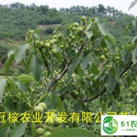 供應(yīng)**核桃嫁接苗，核桃樹栽植時(shí)間