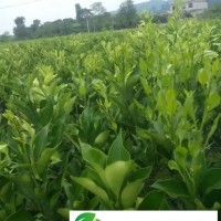 供應(yīng)錦蜜冰糖橙果樹苗木/果苗 橘子樹苗 冰糖柑樹苗 當(dāng)年結(jié)果可盆栽冰糖橙果樹苗