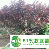 供應(yīng)：3-4公分紫葉李5-6公分紫葉李價格，7-8公分紫葉李哪有，10-15公分紫葉李哪有