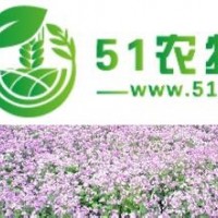 鄭州*好的二月蘭花卉種子提供商：安陽二月蘭種子