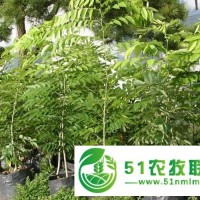供應檀香苗與小葉紫檀苗廣西園藝場