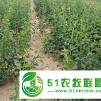 歡迎：出售1、2、3、4公分大金星山楂樹苗產(chǎn)品詳情產(chǎn)品詳情