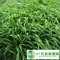 廣西南寧眾興生態(tài)寬葉雀稗種子護坡綠化常用國產(chǎn)百喜草草籽草種承接高速公路邊坡綠化工程噴播植草